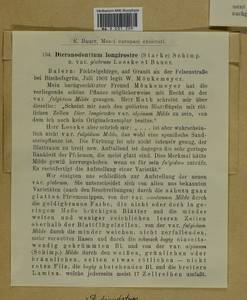 Dicranodontium denudatum (Brid.) E. Britton, Гербарий мохообразных, Мхи - Западная Европа (BEu) (Германия)