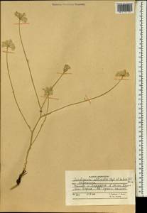 Скалигерия луковидная (Regel & Schmalh.) Boiss., Зарубежная Азия (ASIA) (Афганистан)