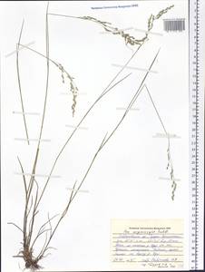 Poa pratensis subsp. pratensis, Сибирь, Дальний Восток (S6) (Россия)