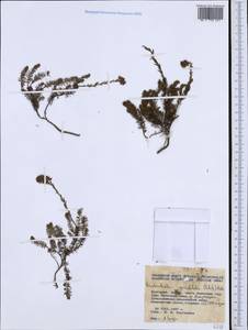 Erica spiculifolia Salisb., Западная Европа (EUR) (Болгария)
