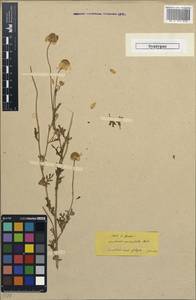 Anthemis auriculata Boiss., Зарубежная Азия (ASIA) (Турция)