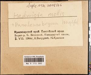 Paraleucobryum longifolium (Ehrh. ex Hedw.) Péterfi, Гербарий мохообразных, Мхи - Красноярский край, Тыва и Хакасия (B17) (Россия)