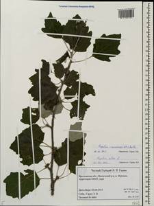 Populus × canescens (Aiton) Sm., Восточная Европа, Центральный лесной район (E5) (Россия)
