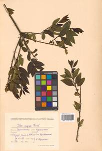 Падуб морщинистый F.Schmidt, Сибирь, Дальний Восток (S6) (Россия)