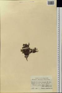 Псевдошерлерия крупноплодная (Pursh) Dillenb. & Kadereit, Сибирь, Западная Сибирь (S1) (Россия)
