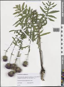 Василек шероховатый L., Сибирь, Западная Сибирь (S1) (Россия)