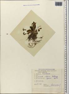 Primula vulgaris subsp. rubra (Sm.) Arcang., Кавказ, Абхазия (K4a) (Абхазия)