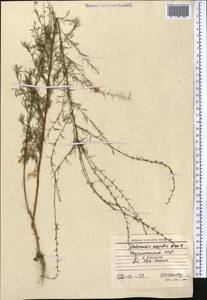 Полынь веничная, Полынь метельчатая Waldst. & Kit., Средняя Азия и Казахстан, Копетдаг, Бадхыз, Малый и Большой Балхан (M1) (Туркмения)