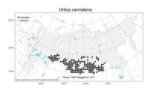 Urtica cannabina, Крапива коноплевая L., Атлас флоры России (FLORUS) (Россия)