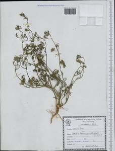 Torilis leptocarpa (Hochst.) C. C. Towns., Зарубежная Азия (ASIA) (Иран)