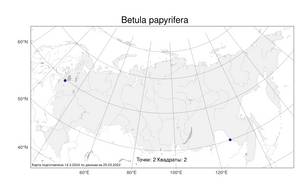 Betula papyrifera Marshall, Атлас флоры России (FLORUS) (Россия)