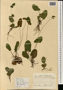 Акростихум золотистый L., Зарубежная Азия (ASIA) (Филиппины)