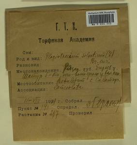 Plagiothecium nemorale (Mitt.) A. Jaeger, Гербарий мохообразных, Мхи - Москва и Московская область (B6a) (Россия)