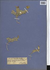 Христолея толстолистная Cambess., Средняя Азия и Казахстан, Памир и Памиро-Алай (M2) (Таджикистан)