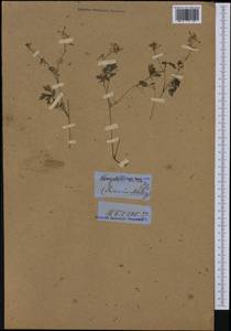 Corydalis aurea Willd., Америка (AMER) (Россия)
