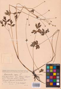 Лютик ползучий L., Восточная Европа, Северо-Украинский район (E11) (Украина)