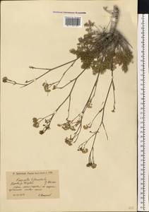 Бедренец известколюбивый Vill., Восточная Европа, Нижневолжский район (E9) (Россия)