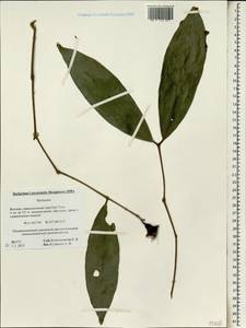 Myrtaceae, Зарубежная Азия (ASIA) (Вьетнам)