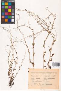 MHA 0 153 048, Незабудка полевая (L.) Hill, Восточная Европа, Средневолжский район (E8) (Россия)