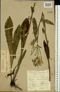 Picris hieracioides subsp. hieracioides, Восточная Европа, Центральный лесостепной район (E6) (Россия)