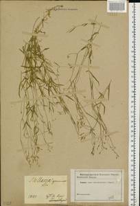 Звездчатка злаковая, Звездчатка злаковидная L., Восточная Европа, Северо-Украинский район (E11) (Украина)