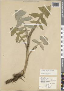 Цицербита альпийская (L.) Wallr., Восточная Европа, Северный район (E1) (Россия)