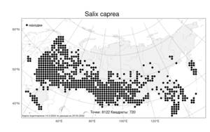 Salix caprea, Ива козья L., Атлас флоры России (FLORUS) (Россия)