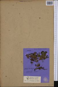 Androsace vitaliana (L.) Lapeyr., Западная Европа (EUR) (Швейцария)