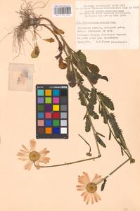 Нивяник обыкновенный, Поповник Lam., Восточная Европа, Московская область и Москва (E4a) (Россия)