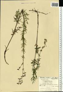 Василисник простой L., Восточная Европа, Западно-Украинский район (E13) (Украина)