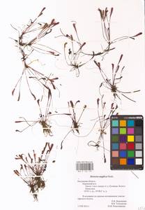 Drosera × anglica Huds., Восточная Европа, Центральный район (E4) (Россия)