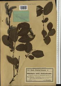 Salix aurita × silesiaca, Западная Европа (EUR) (Польша)
