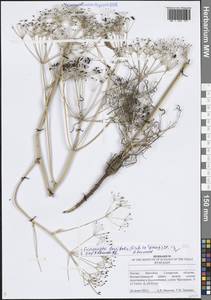 Ferula longifolia Fisch. ex Spreng., Восточная Европа, Средневолжский район (E8) (Россия)