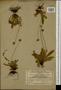 Pilosella hypeurya (Peter) Soják, Кавказ, Азербайджан (K6) (Азербайджан)