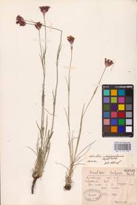 Гвоздика Андржейовского Zapal., Восточная Европа, Центральный лесостепной район (E6) (Россия)