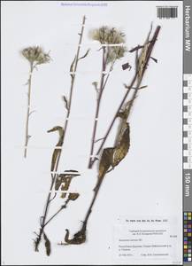 Соссюрея новопильчатая Nakai, Сибирь, Прибайкалье и Забайкалье (S4) (Россия)