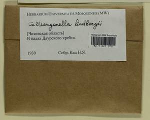 Calliergonella lindbergii (Mitt.) Hedenäs, Гербарий мохообразных, Мхи - Прибайкалье и Забайкалье (B18) (Россия)