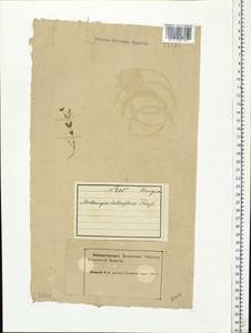 Мерингия бокоцветковая (L.) Fenzl, Восточная Европа, Северный район (E1) (Россия)