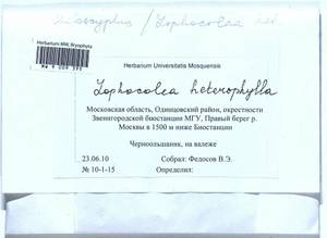 Lophocolea heterophylla (Schrad.) Dumort., Гербарий мохообразных, Мхи - Москва и Московская область (B6a) (Россия)