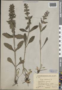 Живучка женевская L., Восточная Европа, Центральный лесостепной район (E6) (Россия)