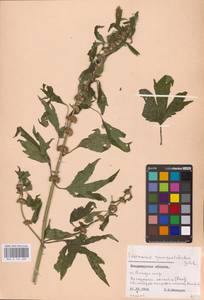 MHA 0 154 680, Пустырник пятилопастный Gilib., Восточная Европа, Центральный район (E4) (Россия)