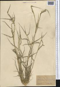 Sporobolus schoenoides (L.) P.M.Peterson, Средняя Азия и Казахстан, Каракумы (M6) (Туркмения)