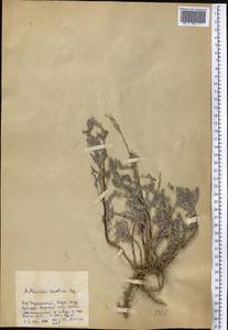 Artemisia oliveriana J. Gay ex DC., Средняя Азия и Казахстан, Западный Тянь-Шань и Каратау (M3) (Казахстан)