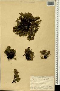 Hypericum monadenum Robson ex Poulter, Зарубежная Азия (ASIA) (Турция)