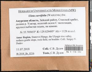 Ulota curvifolia (Wahlenb.) Sw., Гербарий мохообразных, Мхи - Дальний Восток (без Чукотки и Камчатки) (B20) (Россия)