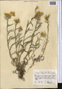 Cousinia tenuispina Rech. fil., Средняя Азия и Казахстан, Памир и Памиро-Алай (M2) (Таджикистан)