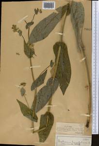 Володушка золотистая Fisch., Средняя Азия и Казахстан, Джунгарский Алатау и Тарбагатай (M5) (Казахстан)