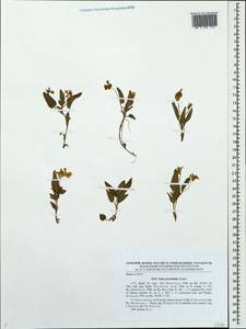 Viola stagnina Kit., Восточная Европа, Центральный лесостепной район (E6) (Россия)
