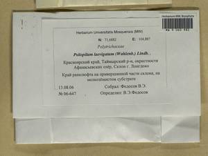 Psilopilum laevigatum (Wahlenb.) Lindb., Гербарий мохообразных, Мхи - Красноярский край, Тыва и Хакасия (B17) (Россия)