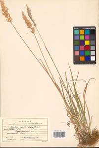 Koeleria spicata (L.) Barberá, Quintanar, Soreng & P.M.Peterson, Сибирь, Дальний Восток (S6) (Россия)
